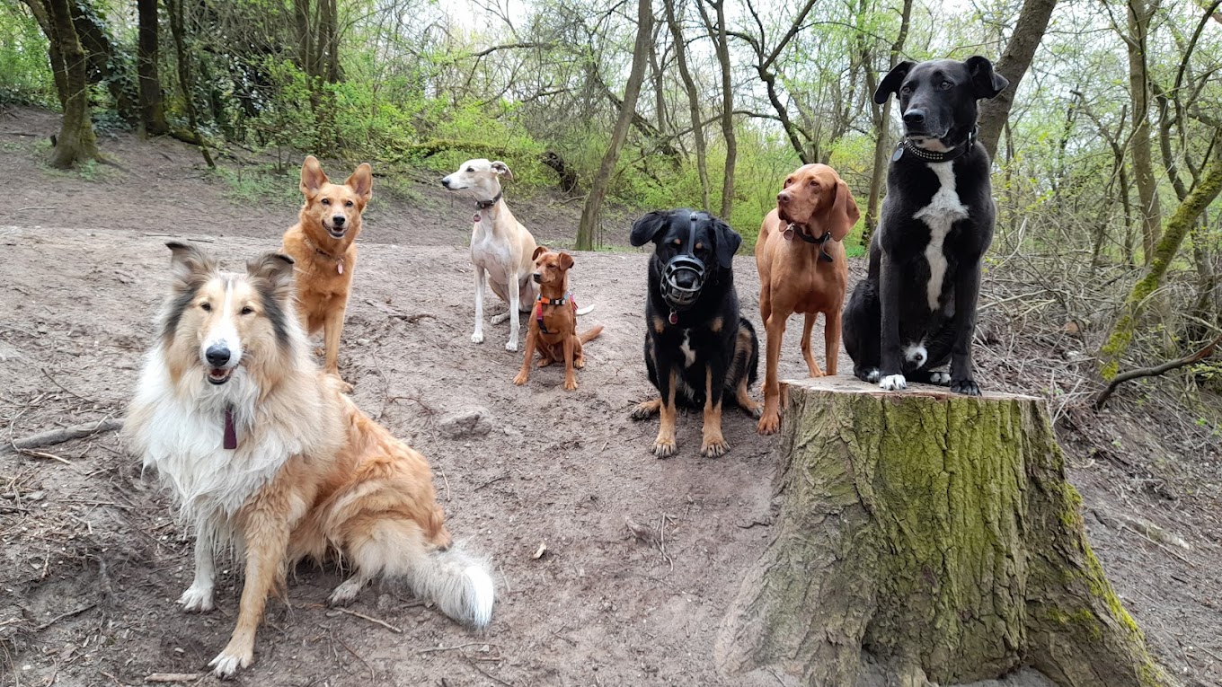 Gassi Service Lassie Hundeservice