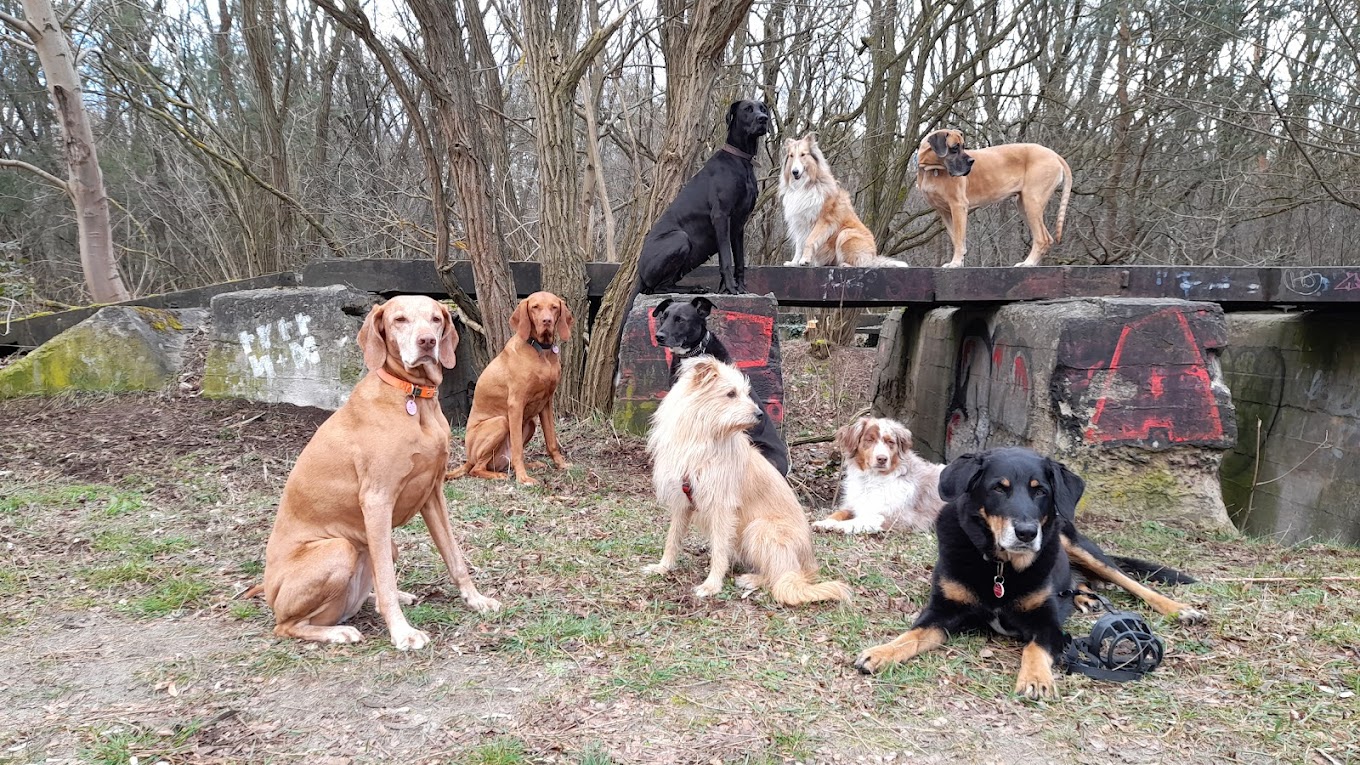 Gassi Service Lassie Hundeservice